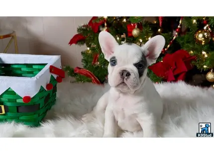 a french bulldog dog wearing a santa hat